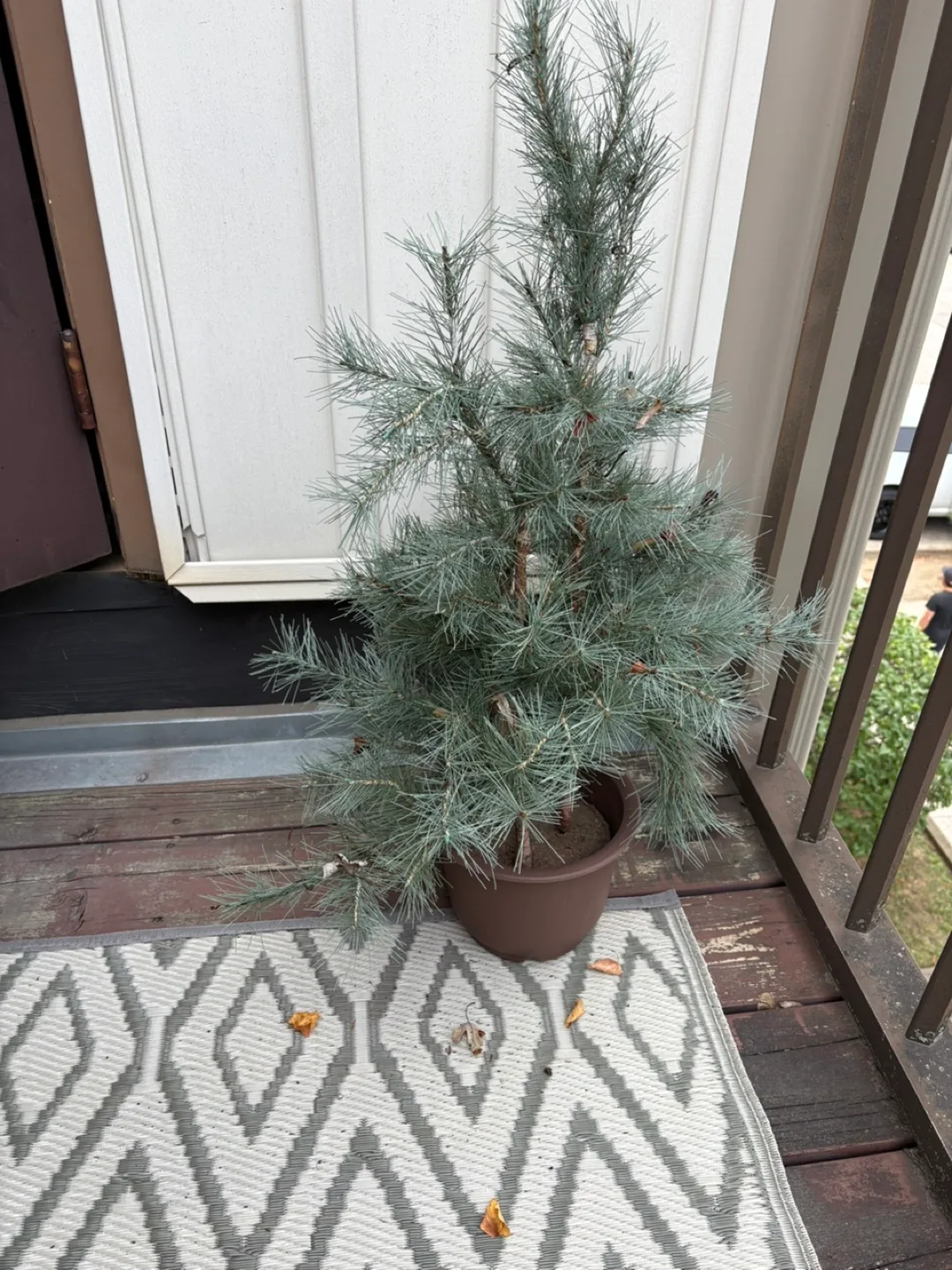 Artifical Potted Blue Atlas Cedar Tree thumbnail