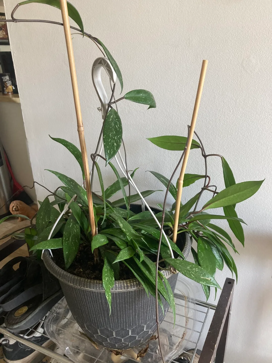 Hoya Plant in Grey Pot thumbnail