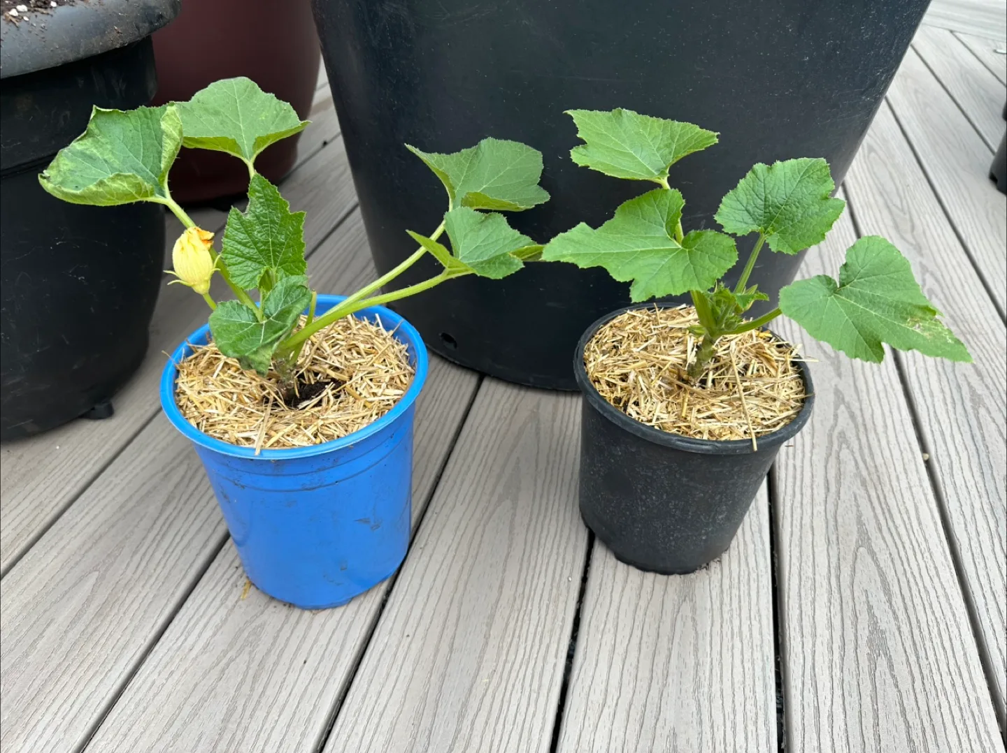 Zucchini Plants For Sale thumbnail