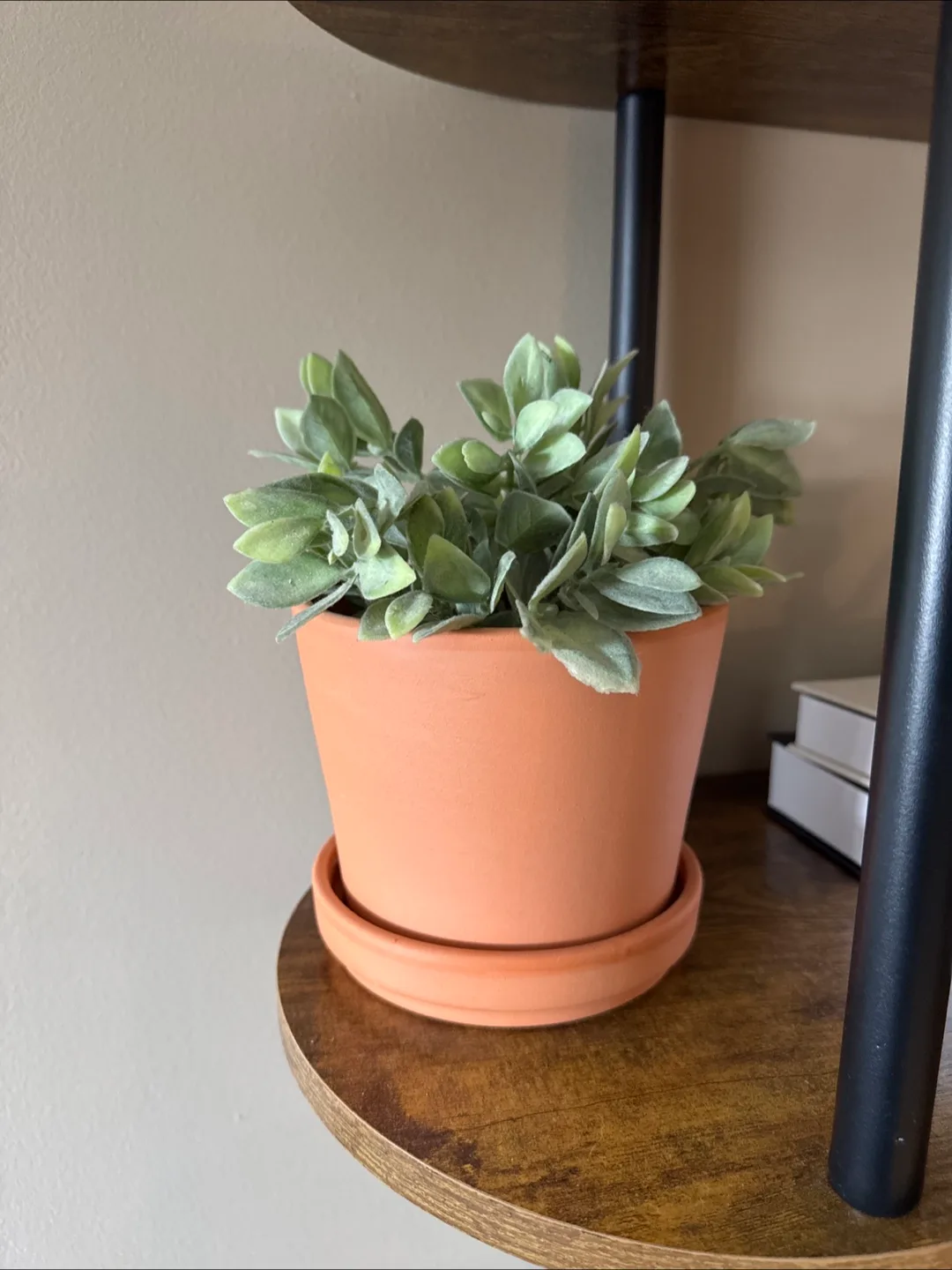 Potted Artificial Lamb's Ear Plant 🧡 thumbnail