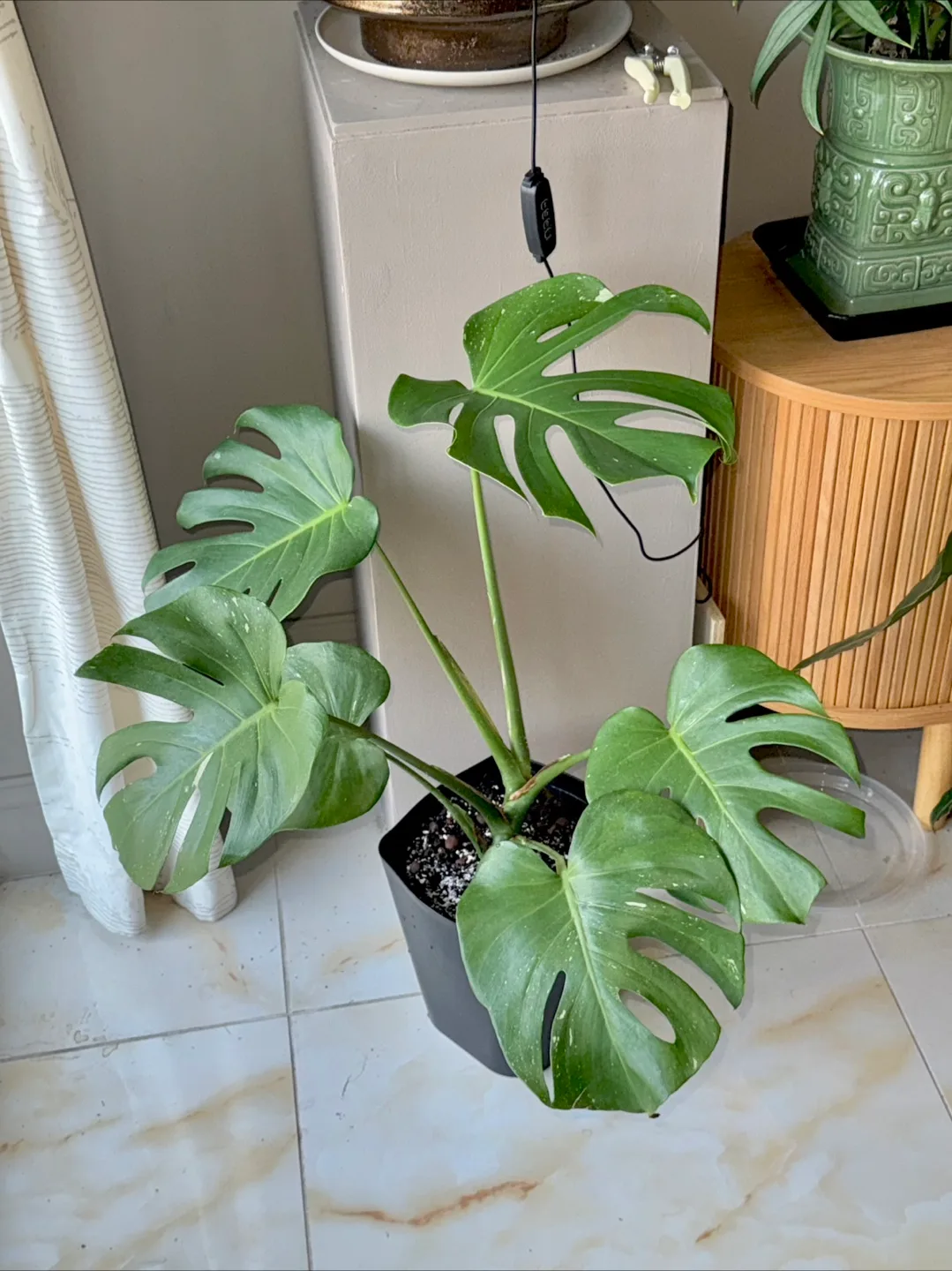 monstera albo low var thumbnail