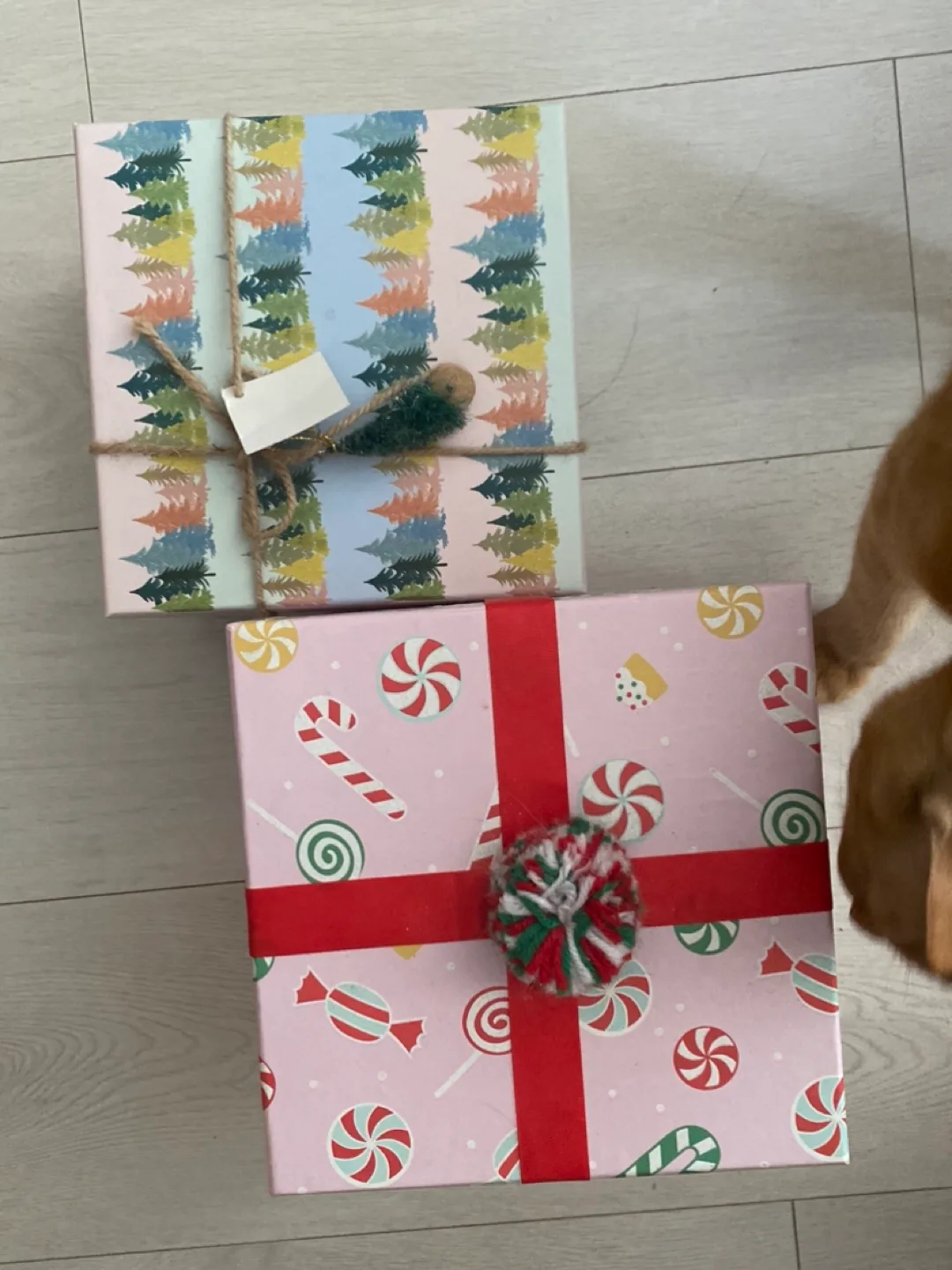 2 Cute Decorative Planters with lovely gift boxes image indicator(2)