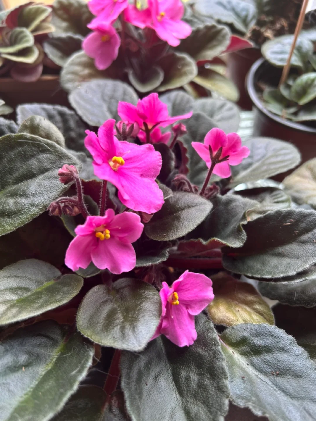 African Violet Plant - Pink Flowers image indicator(2)