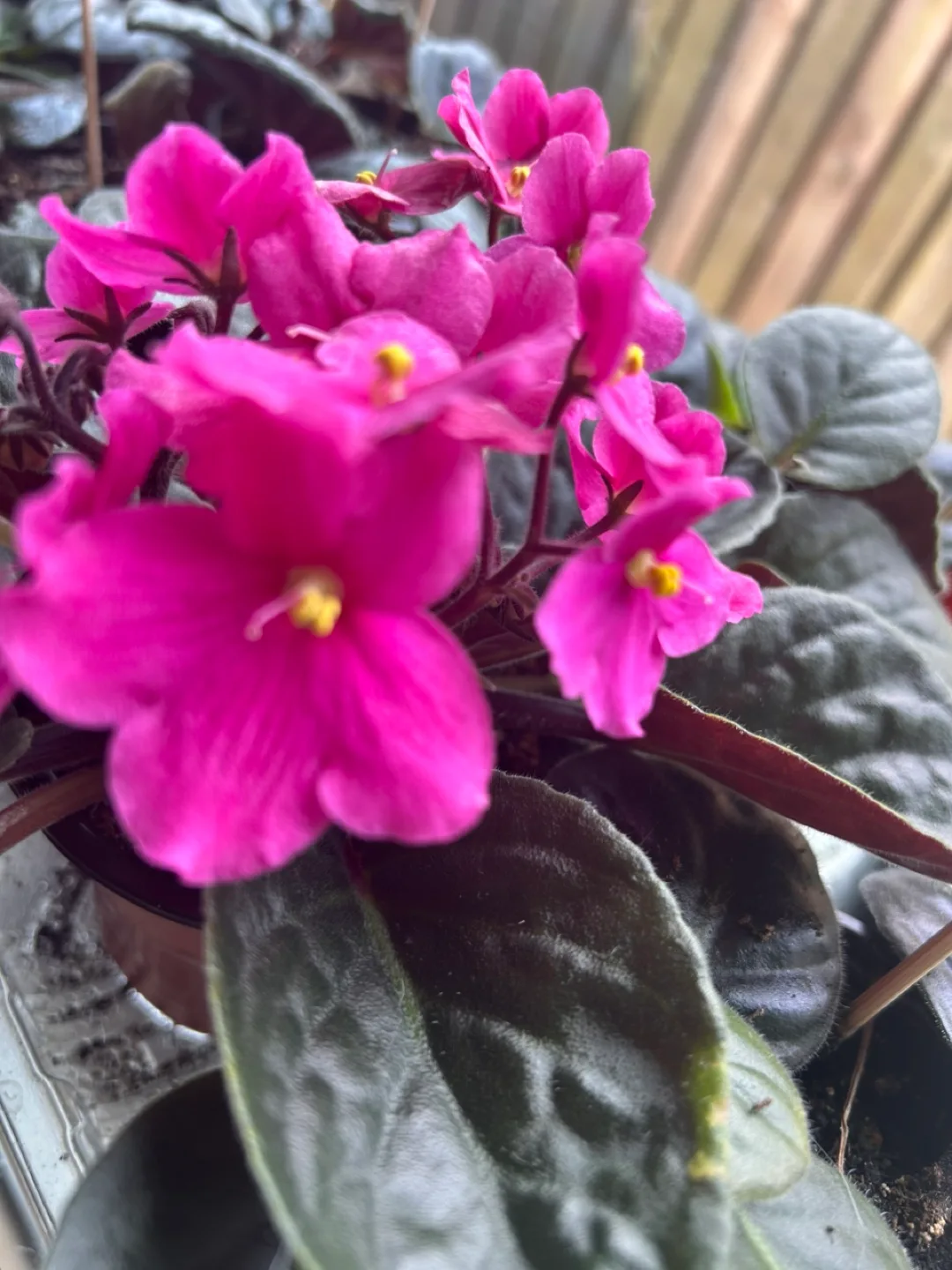 African Violet Plant - Pink Flowers image indicator(4)