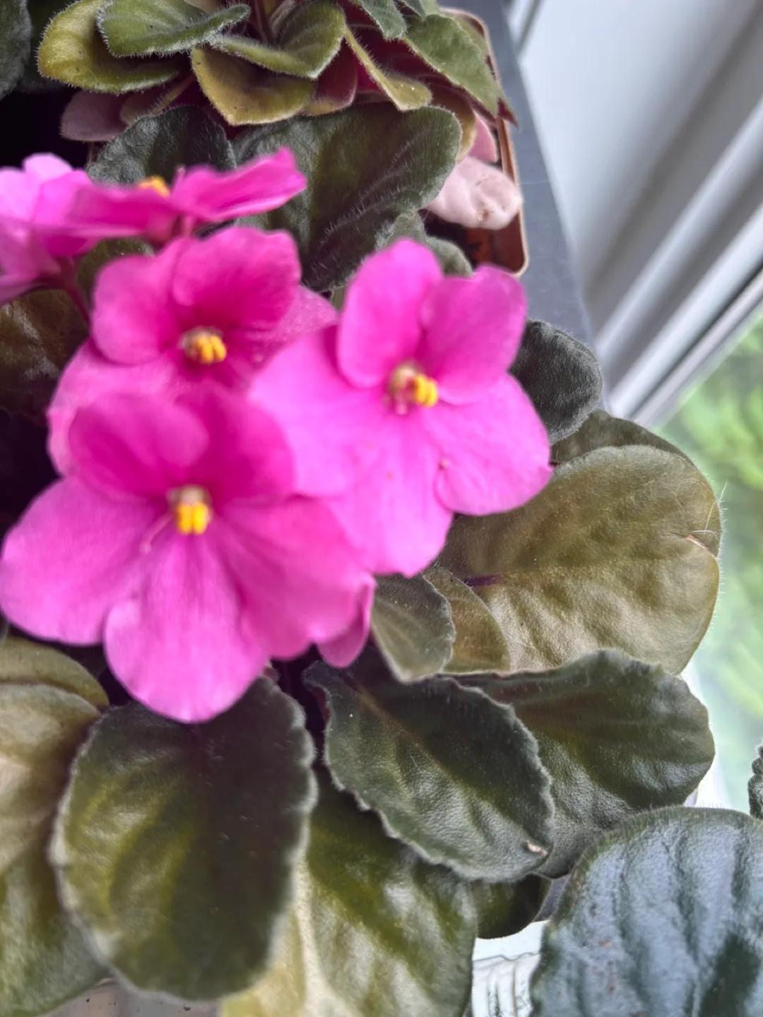 African Violet Plant - Pink Flowers image indicator(3)