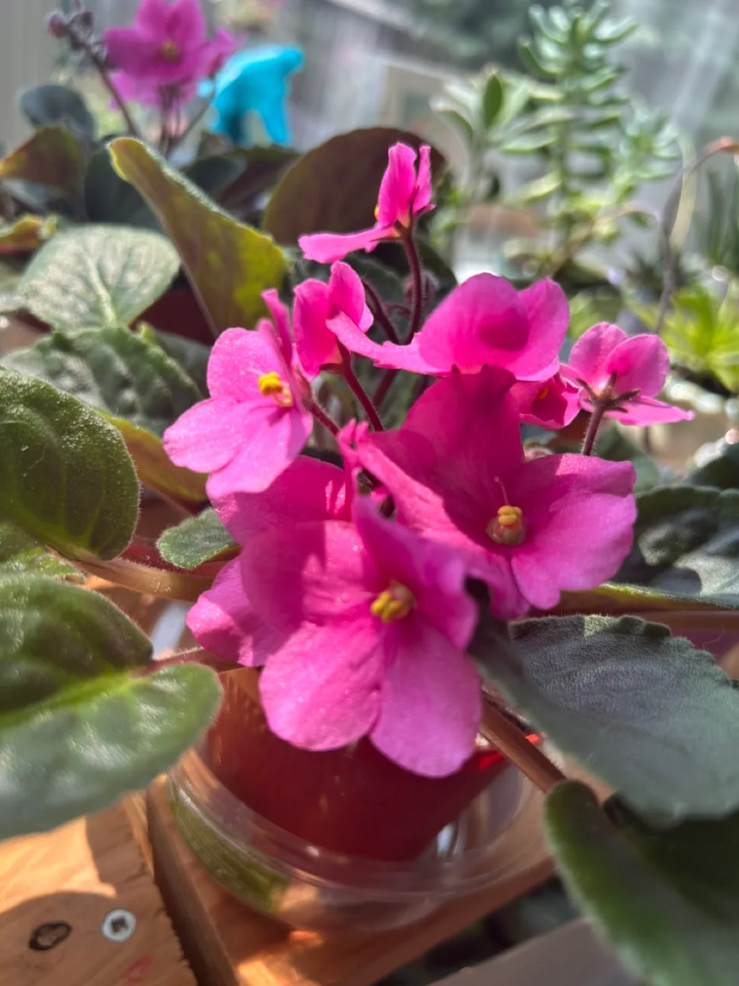 African Violet Plant - Pink Flowers image indicator(5)