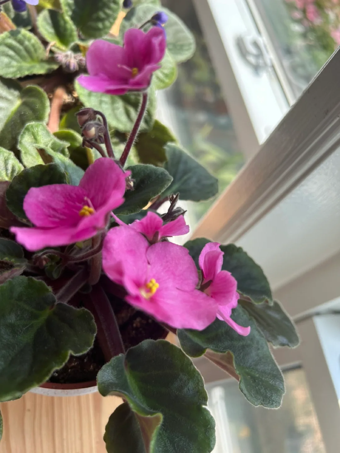 African Violet Plant - Pink Flowers image indicator(6)