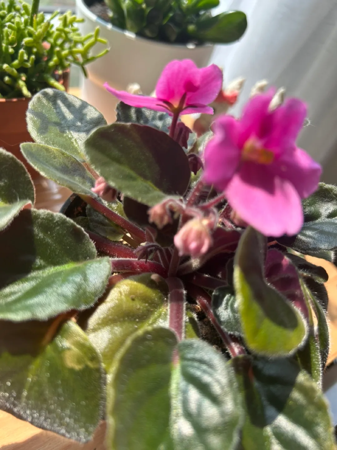 African Violet Plant - Pink Flowers image indicator(7)
