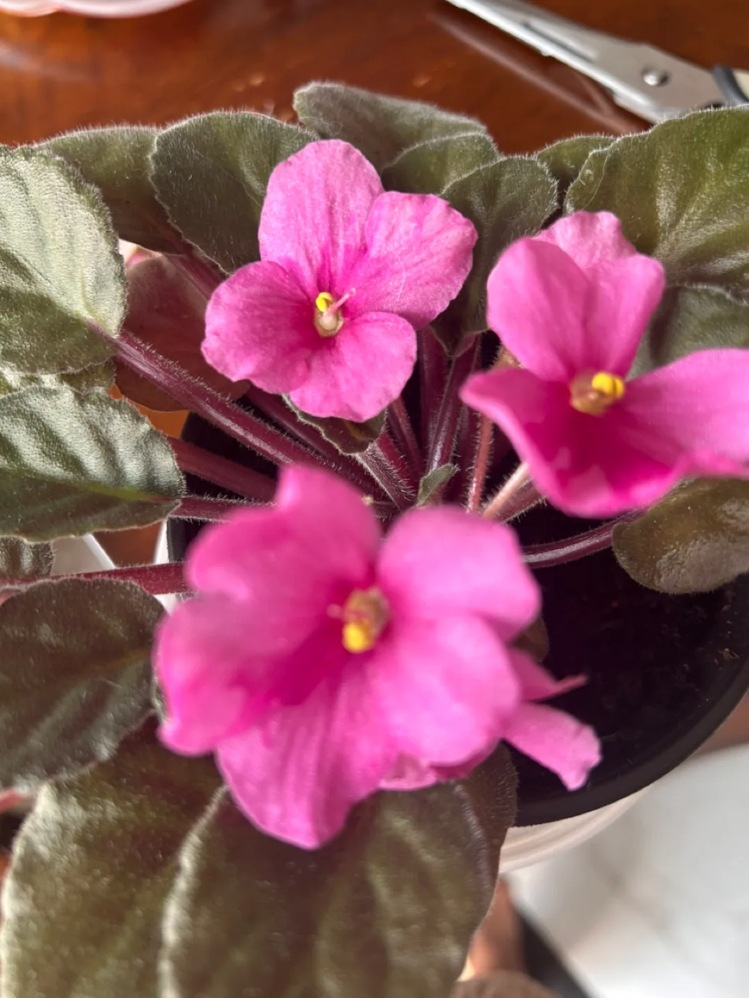 African Violet Plant - Pink Flowers image indicator(10)