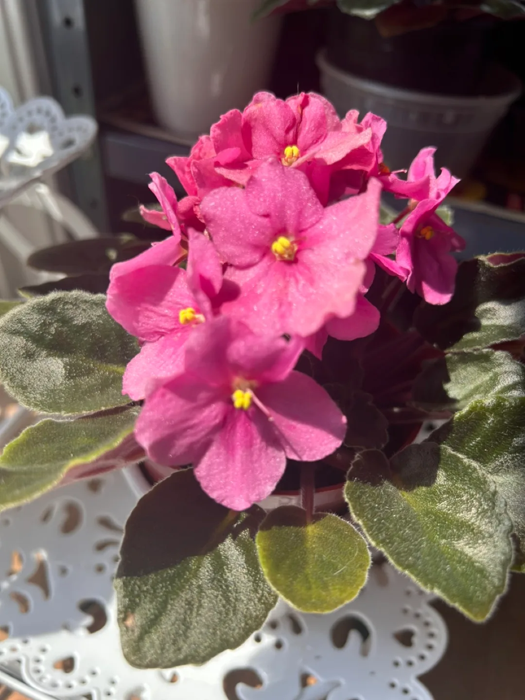 African Violet Plant - Pink Flowers image indicator(9)