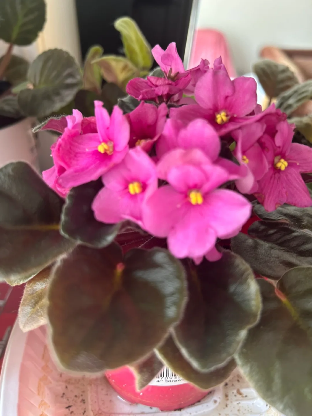 African Violet Plant - Pink Flowers image indicator(8)