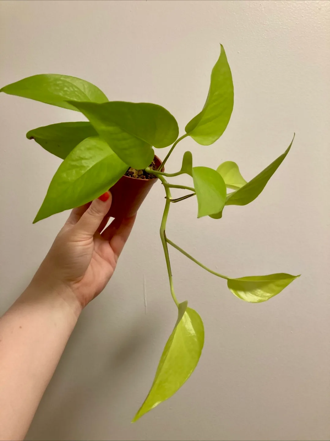 Neon Pothos thumbnail