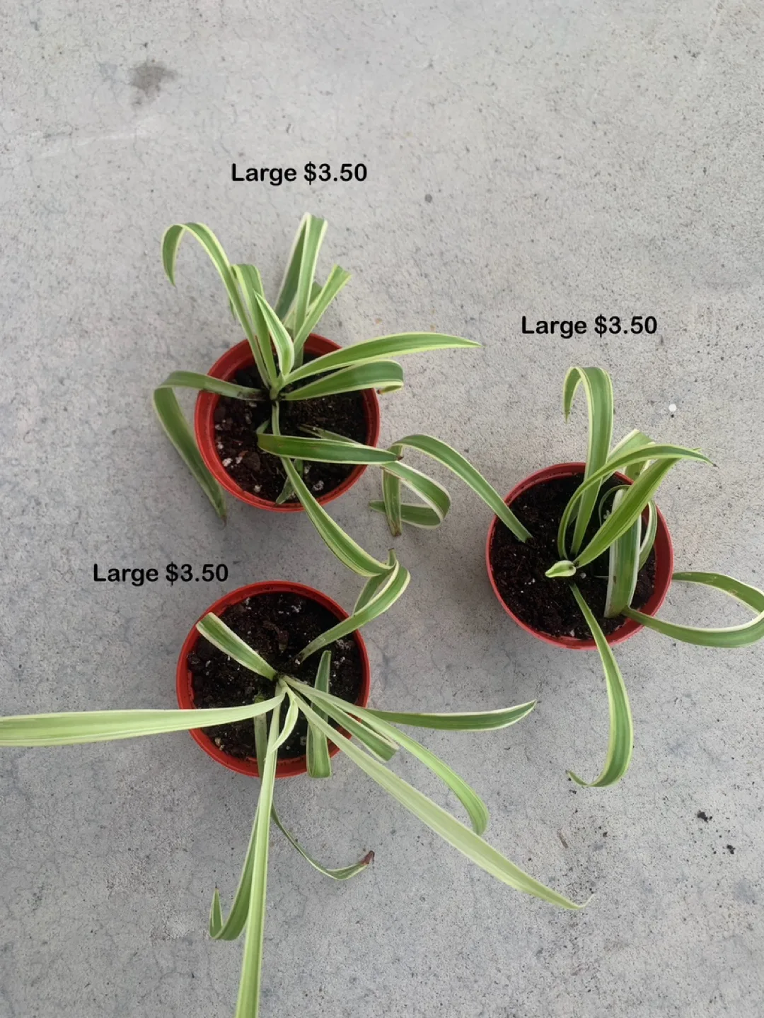 ‼️MOVING OUT SALE‼️ 3x Spider Plant - Large thumbnail