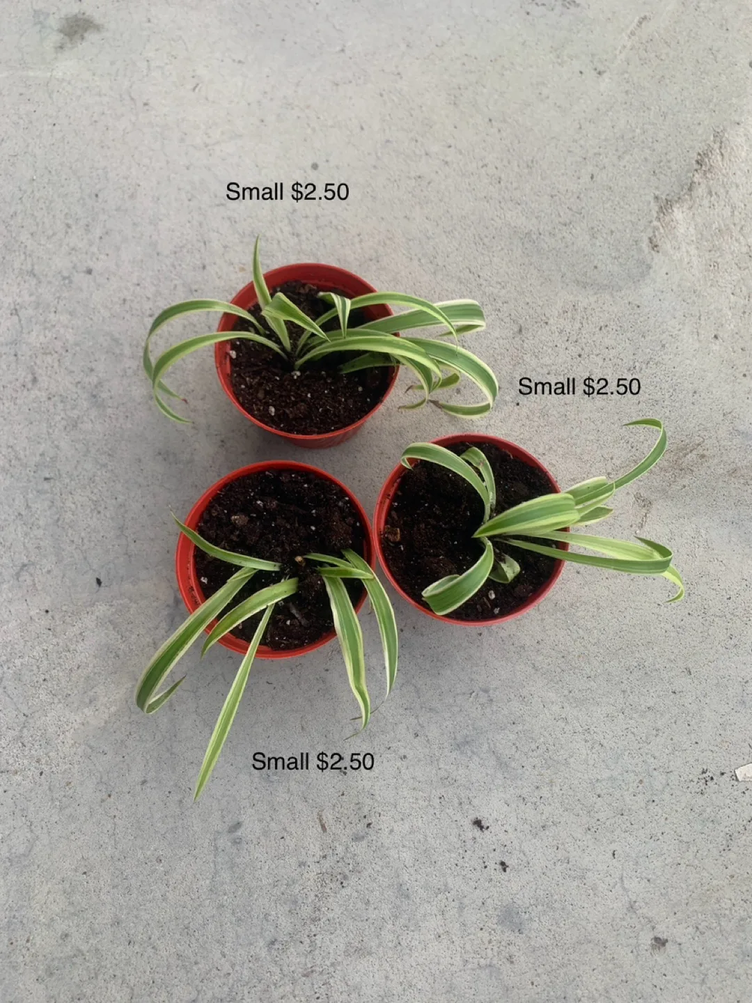 ‼️MOVING OUT SALE‼️3x small-medium spider plants thumbnail