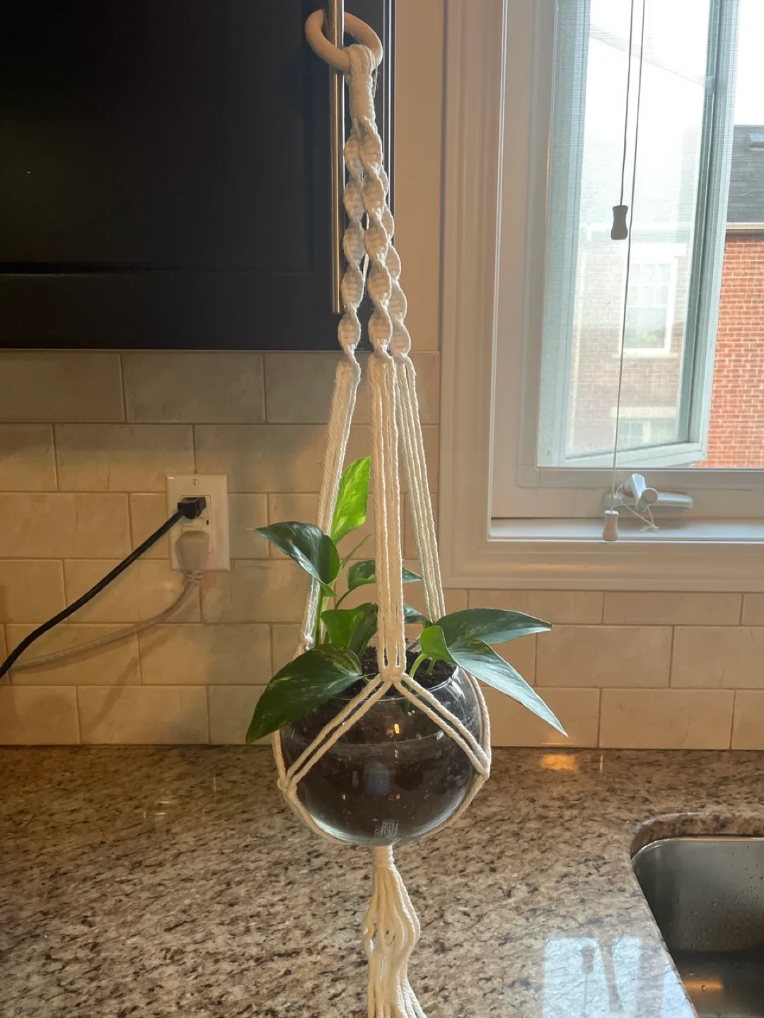 Pothos Plant in Glass Bowl with Macrame Hanger thumbnail