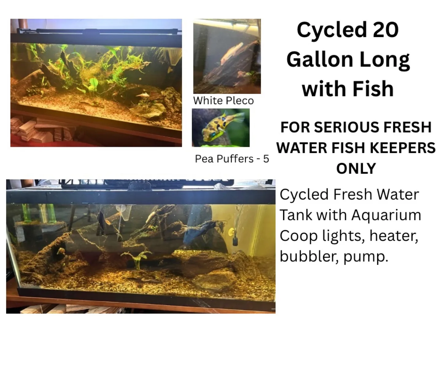 20 Gallon Long Cycled Fish Tank with Fish thumbnail