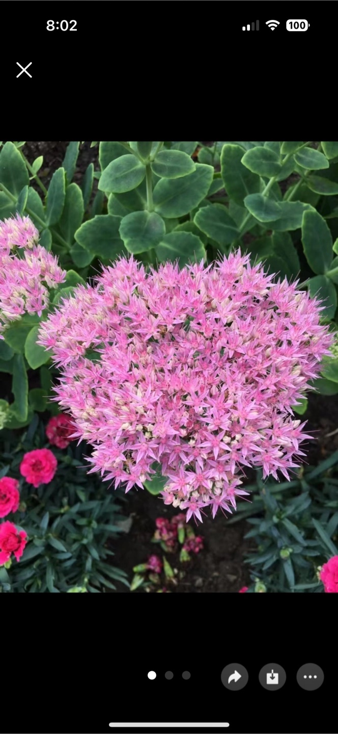 Sedum spurium -  large plant