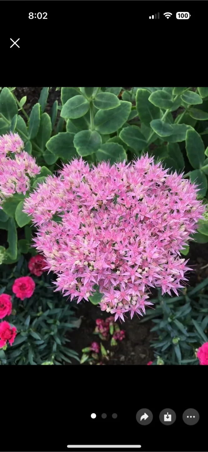 Sedum spurium -  large plant thumbnail