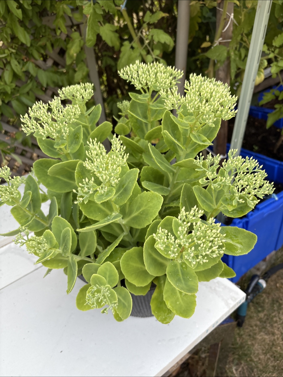 Sedum spurium -  large plant - photo 3