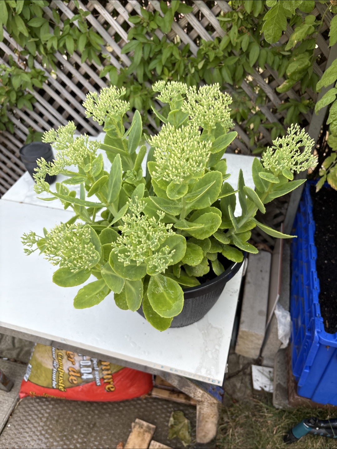 Sedum spurium -  large plant - photo 2