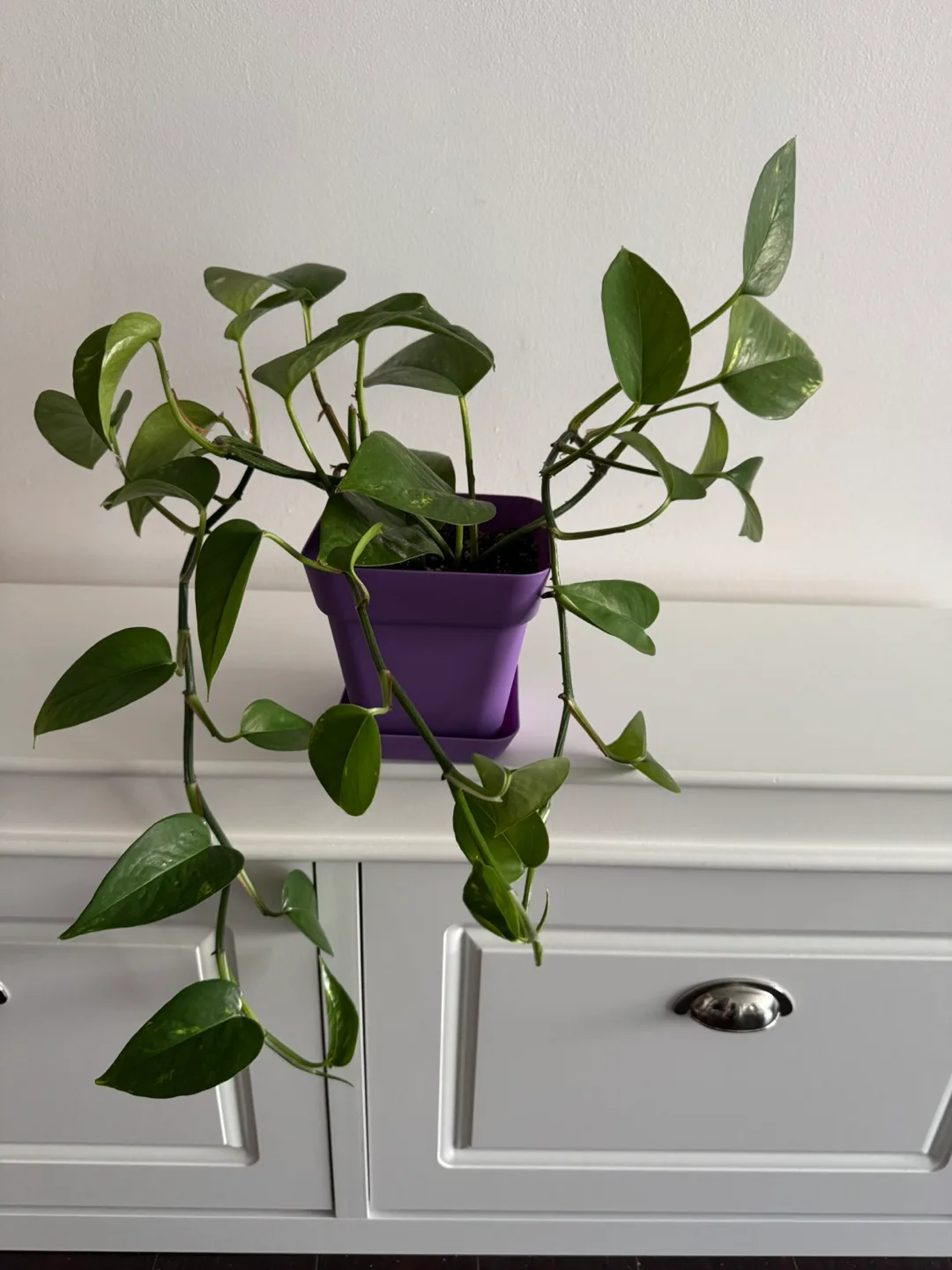 Healthy Golden Pothos / Money Plant in Purple Pot image indicator(5)