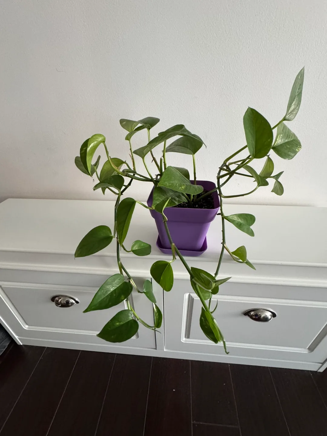 Healthy Golden Pothos / Money Plant in Purple Pot image indicator(3)