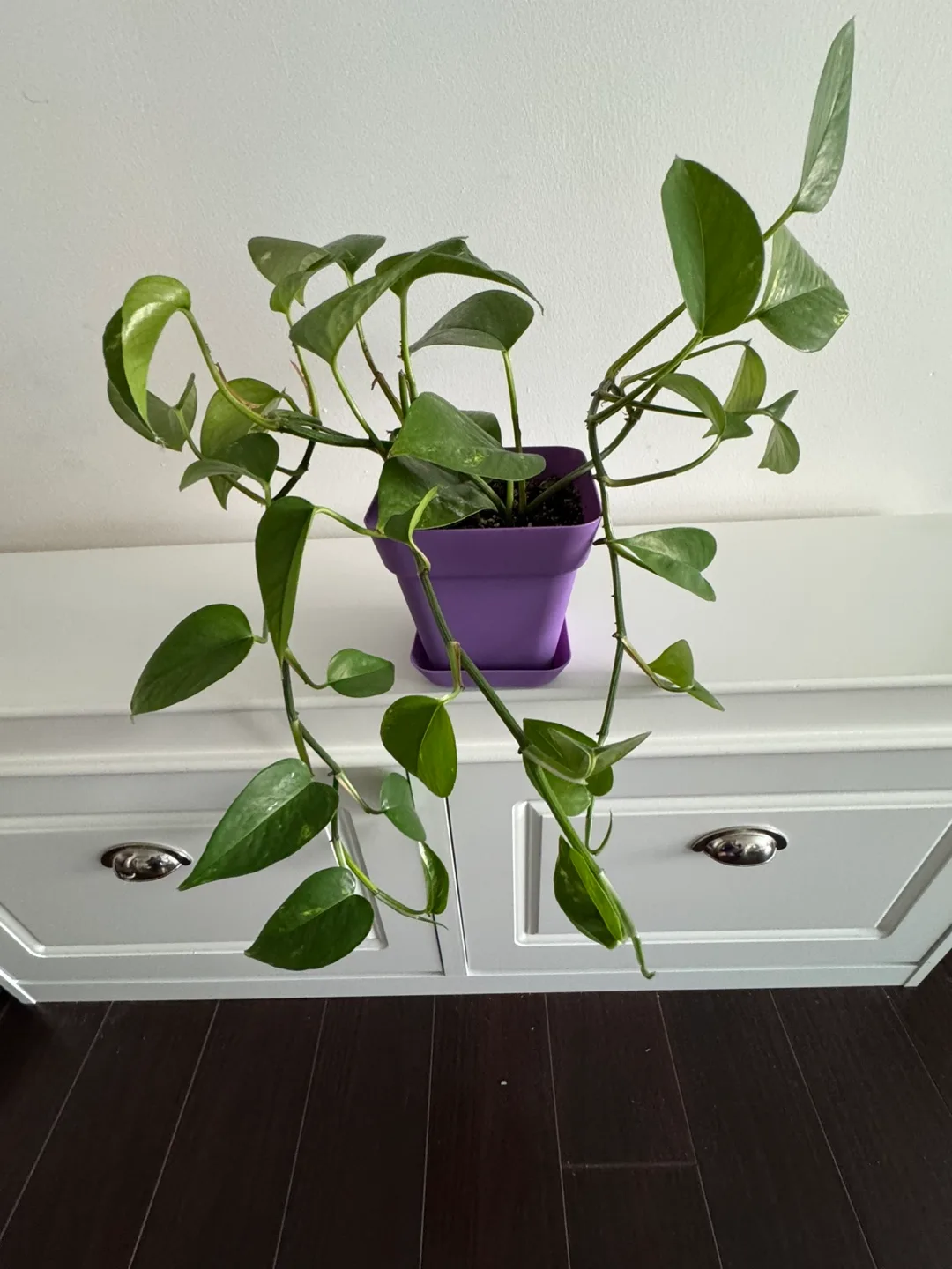 Healthy Golden Pothos / Money Plant in Purple Pot image indicator(2)