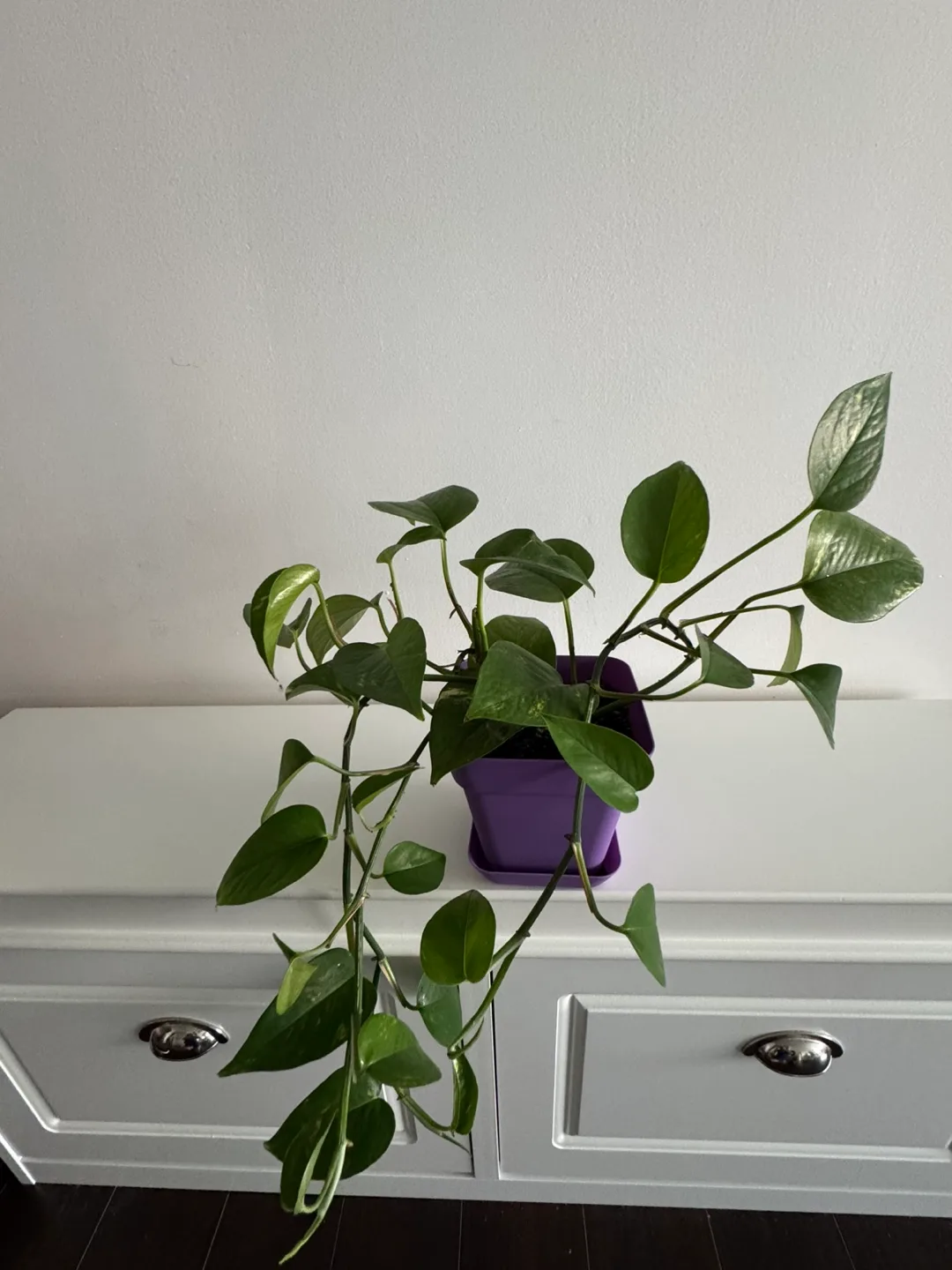 Healthy Golden Pothos / Money Plant in Purple Pot image indicator(4)