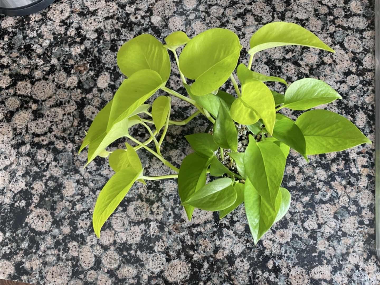 Neon Pothos - photo 2