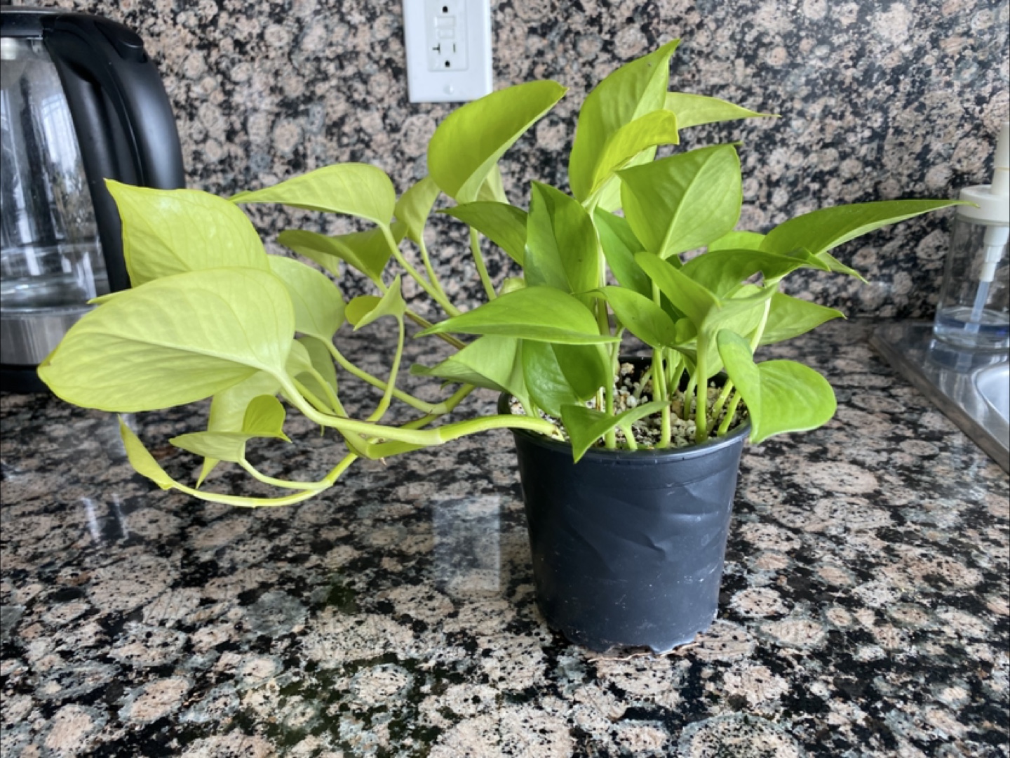 Neon Pothos
