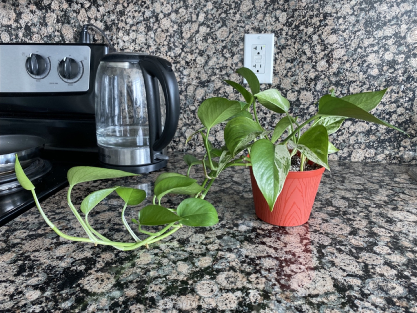 Pothos Plant