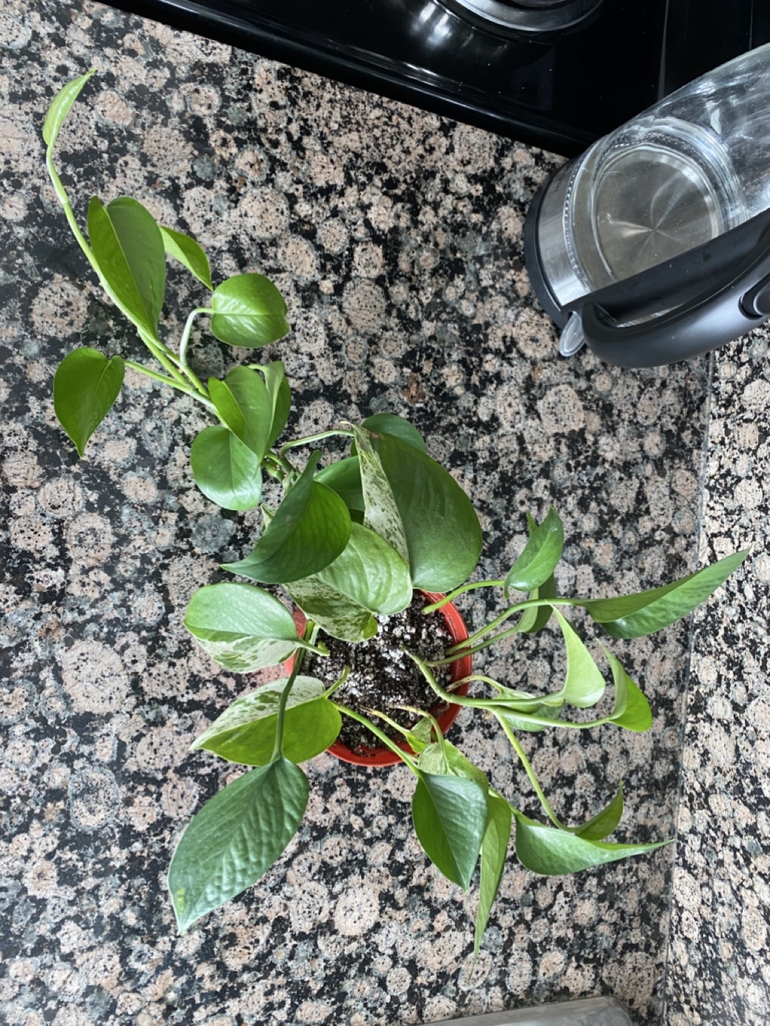 Pothos Plant - photo 2