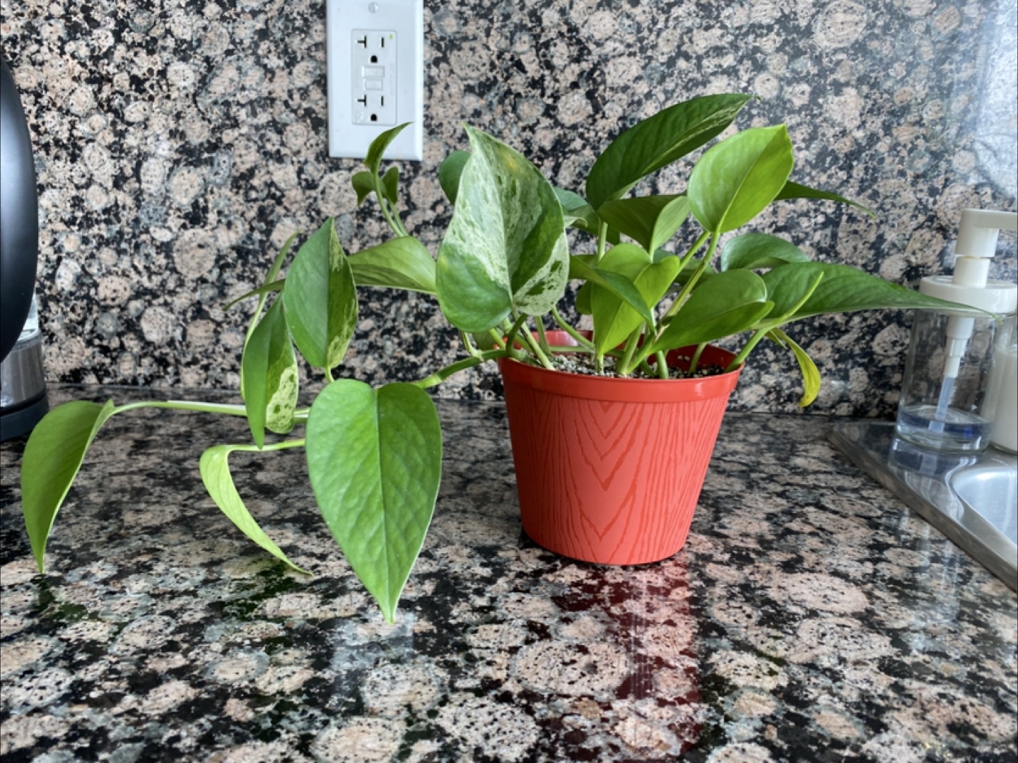 Pothos Plant