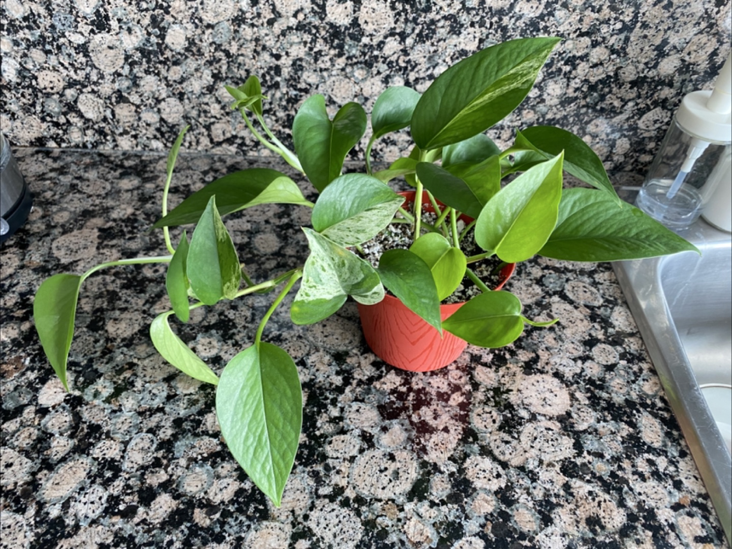 Pothos Plant - photo 2