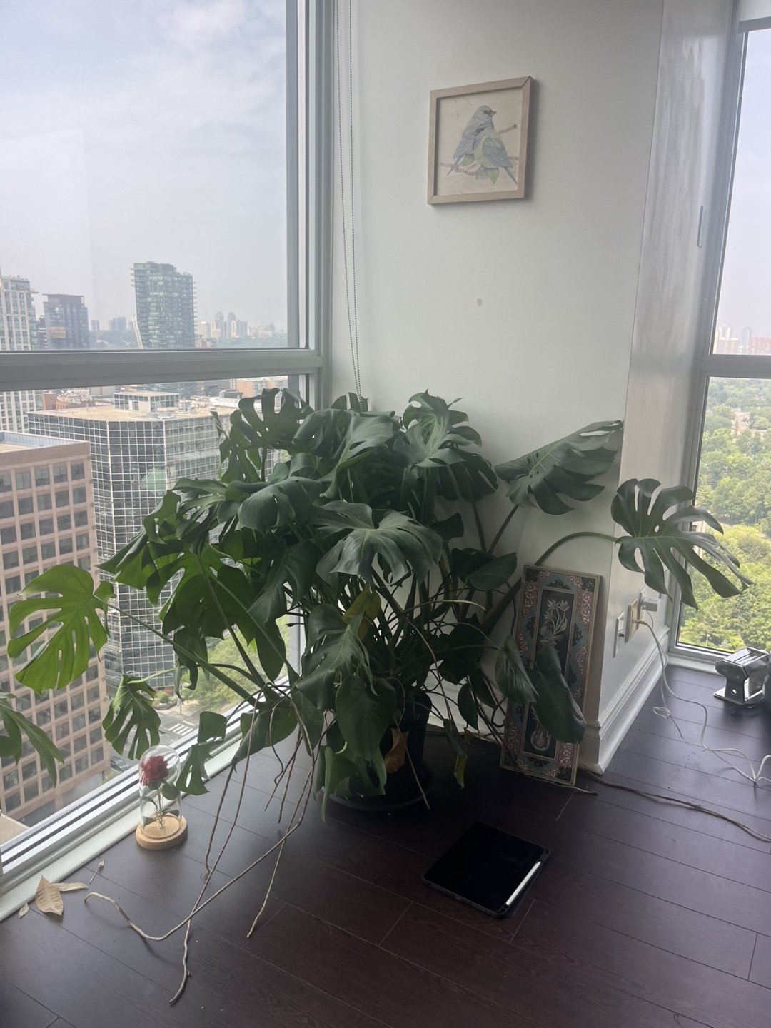Massive Monstera Plant!