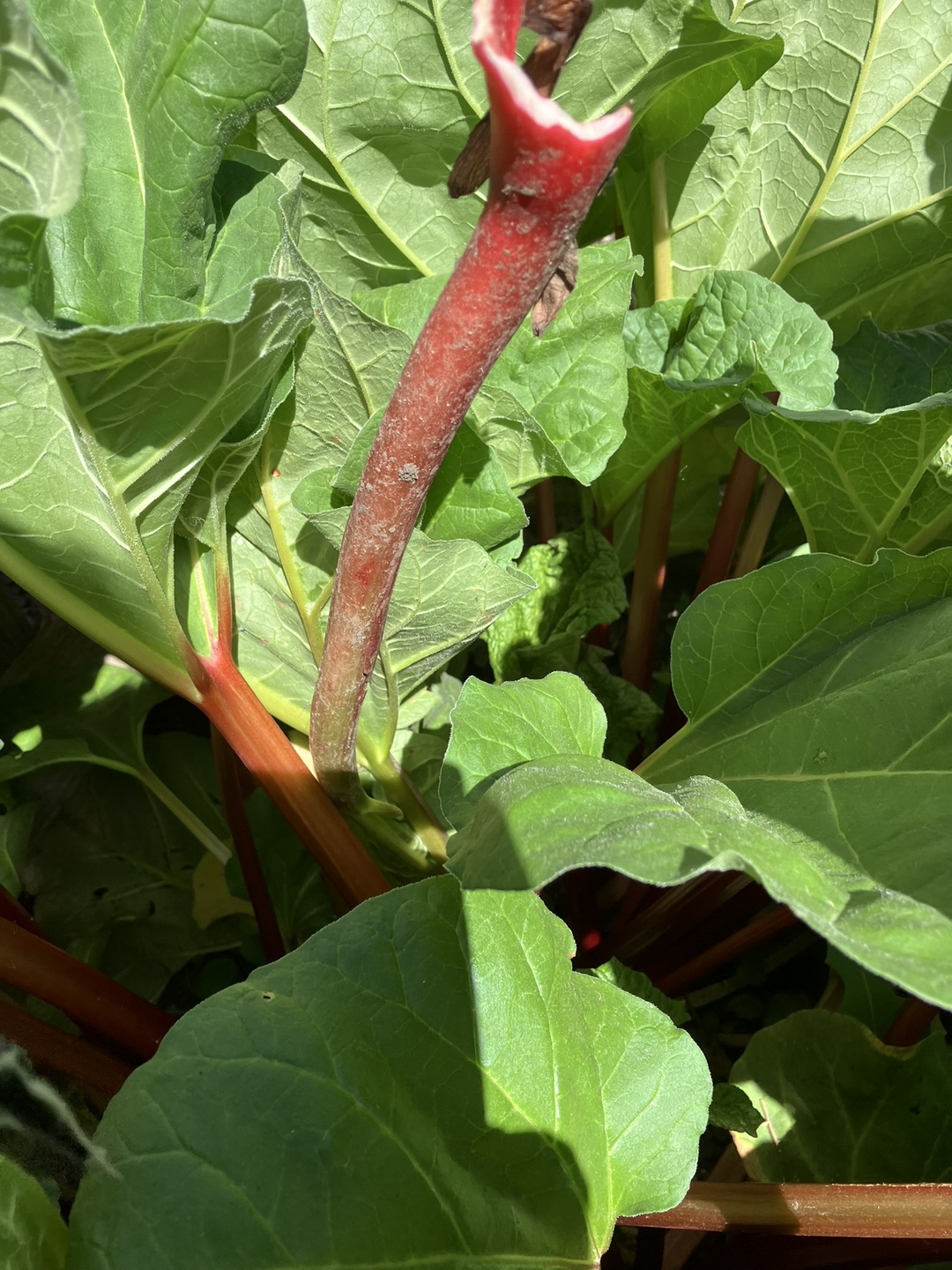 FREE rhubarb - photo 3