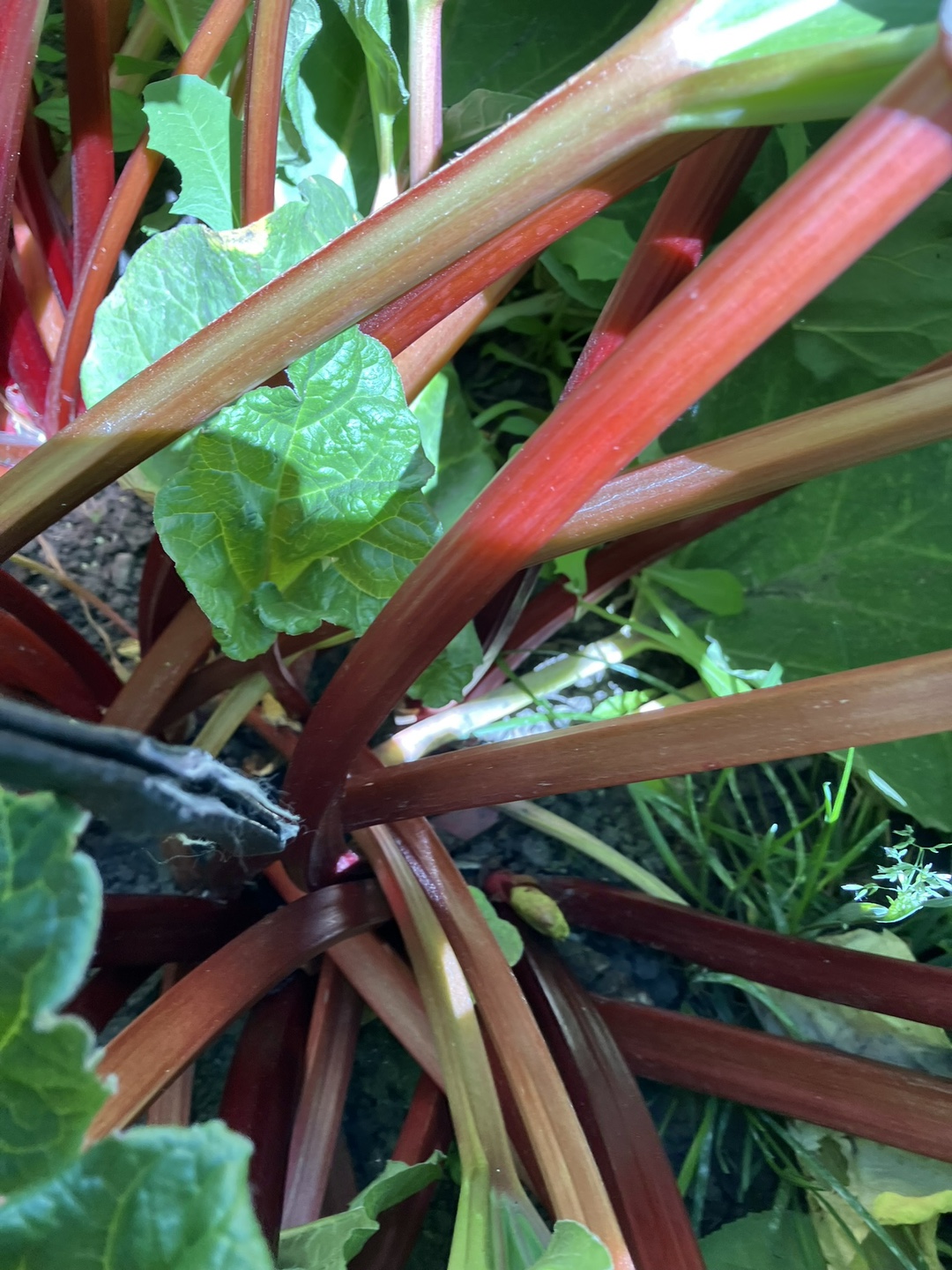 FREE rhubarb - photo 2
