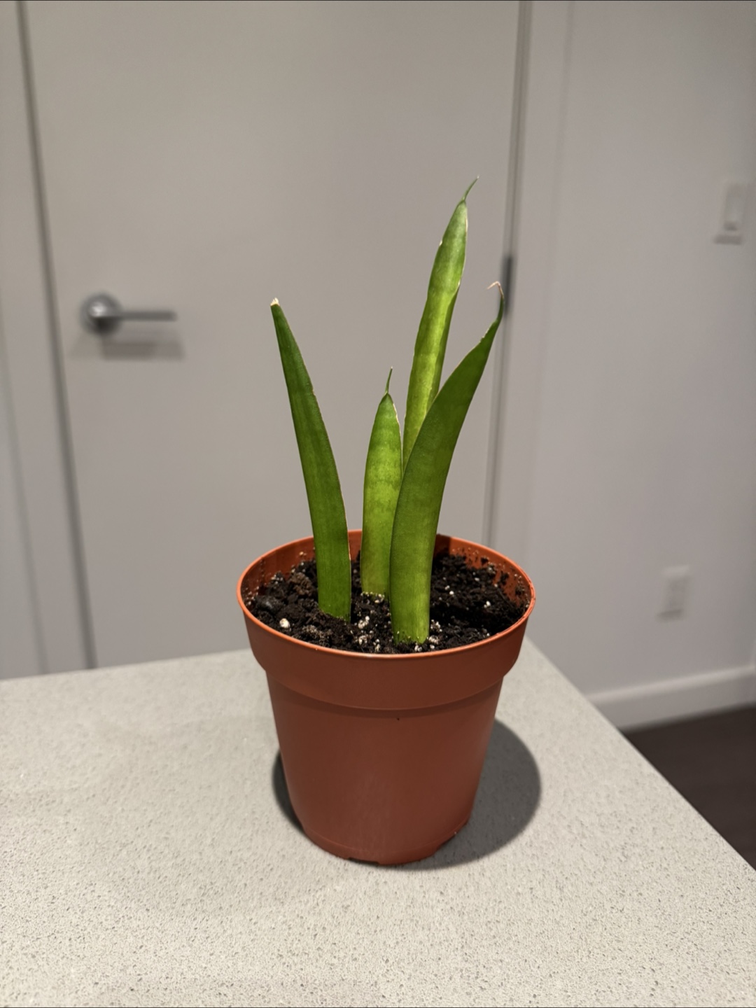 Snake Plant in 3.5 inch pot