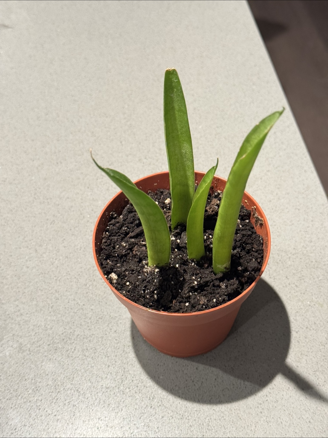 Snake Plant in 3.5 inch pot - photo 2