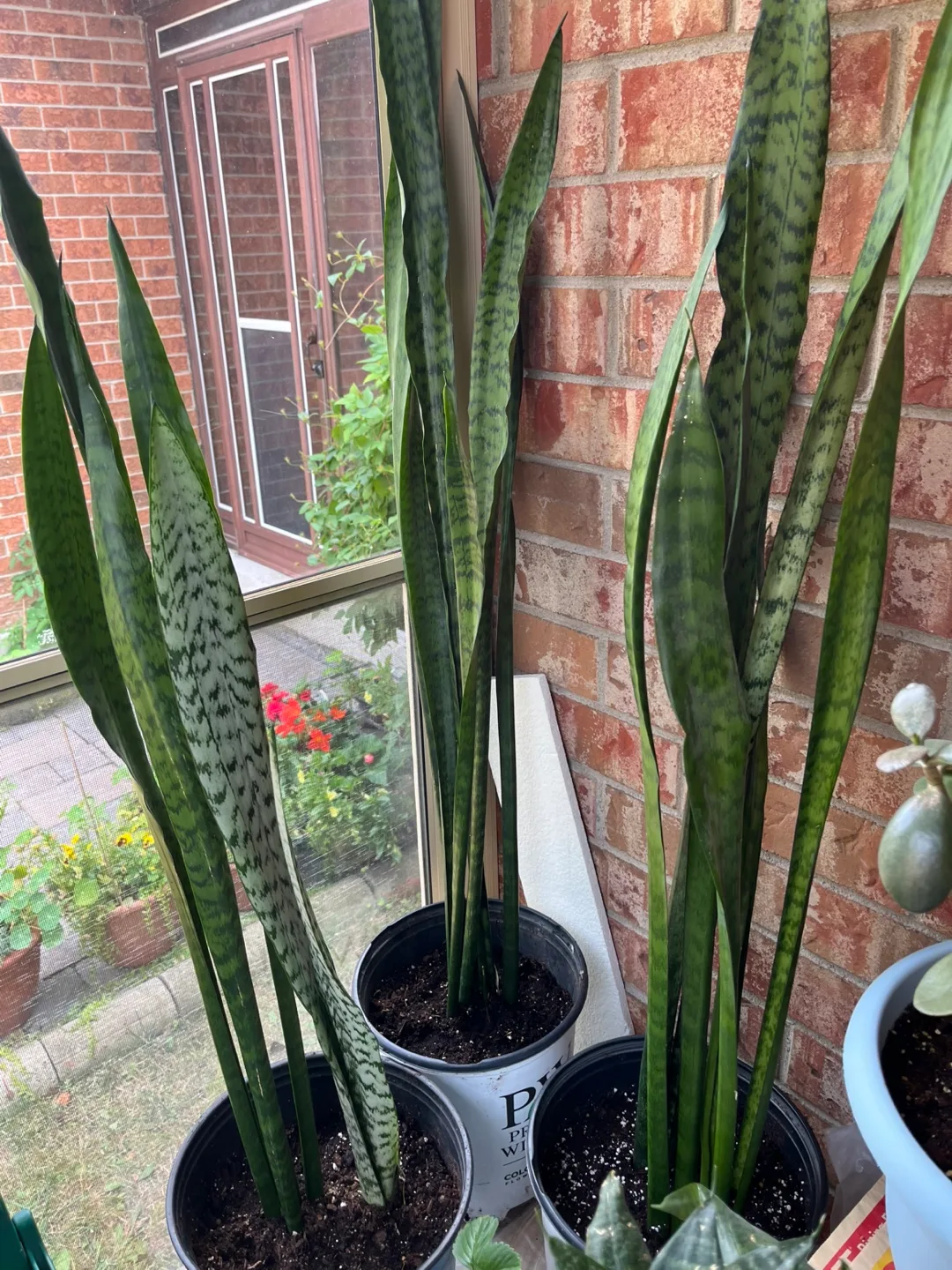 Sansevieria Plant (Snake Plant) (3) available thumbnail