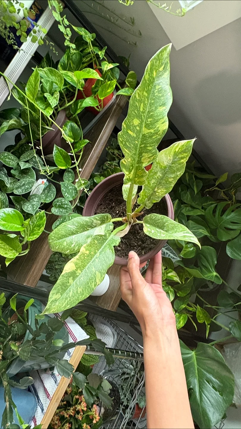 Philodendron 'Ring of Fire’