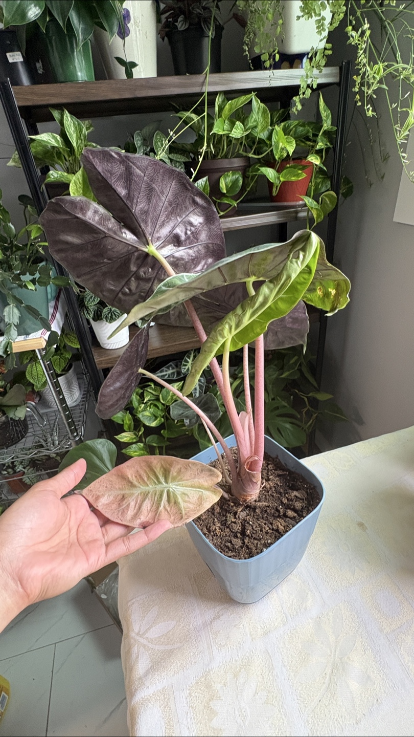 Alocasia 'Pink Dragon’ - photo 2