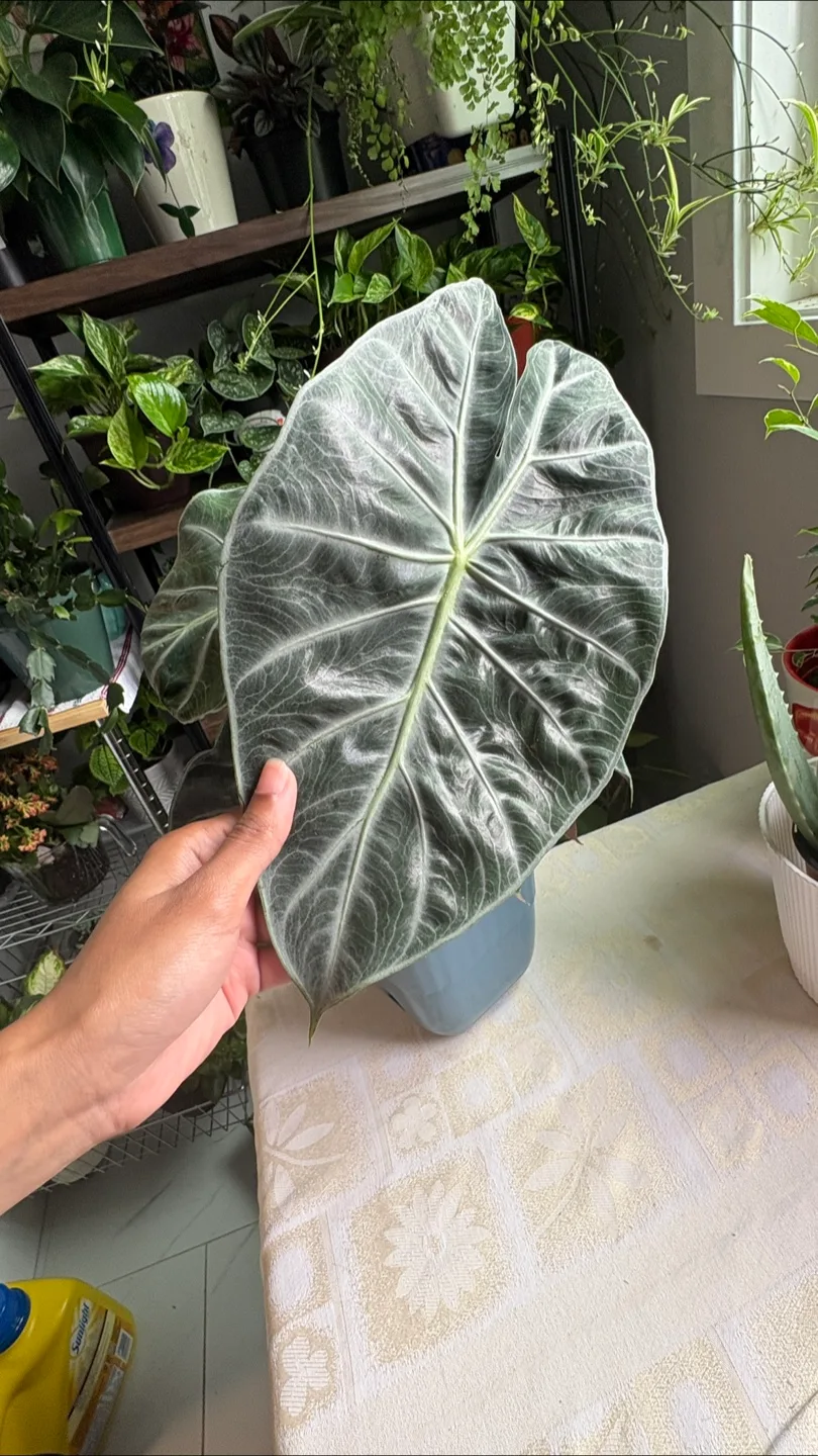 Alocasia 'Pink Dragon’