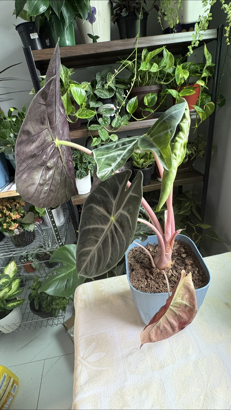 Alocasia 'Pink Dragon’ - photo 3