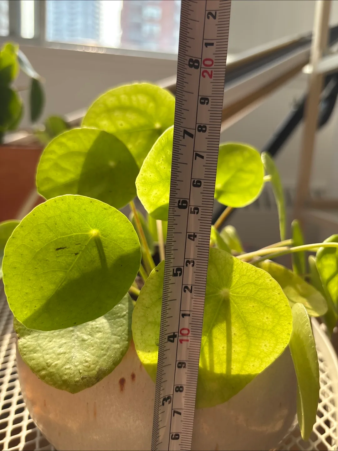 🧡 Pilea in Stoneware Pot image indicator(3)
