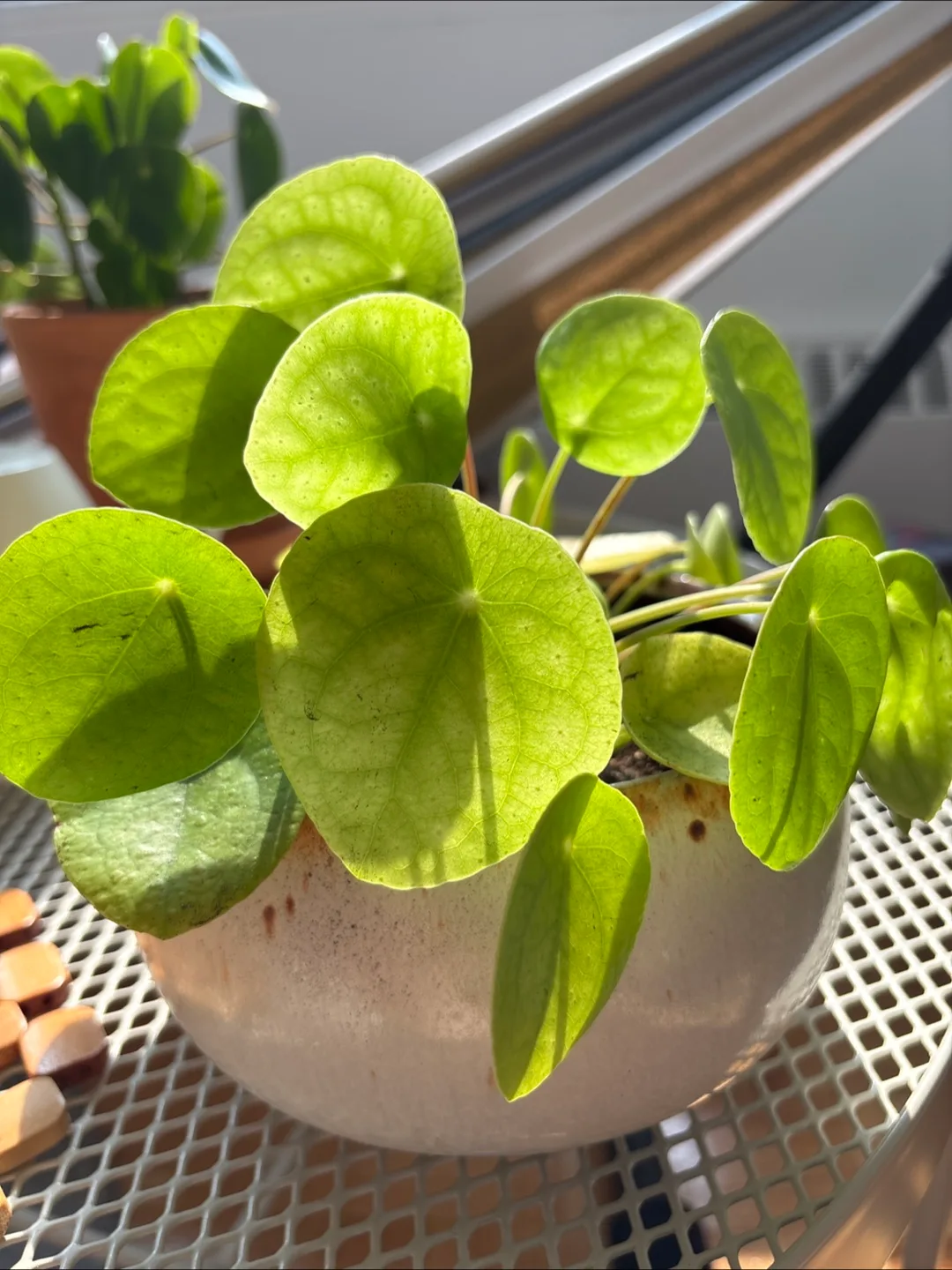 🧡 Pilea in Stoneware Pot thumbnail