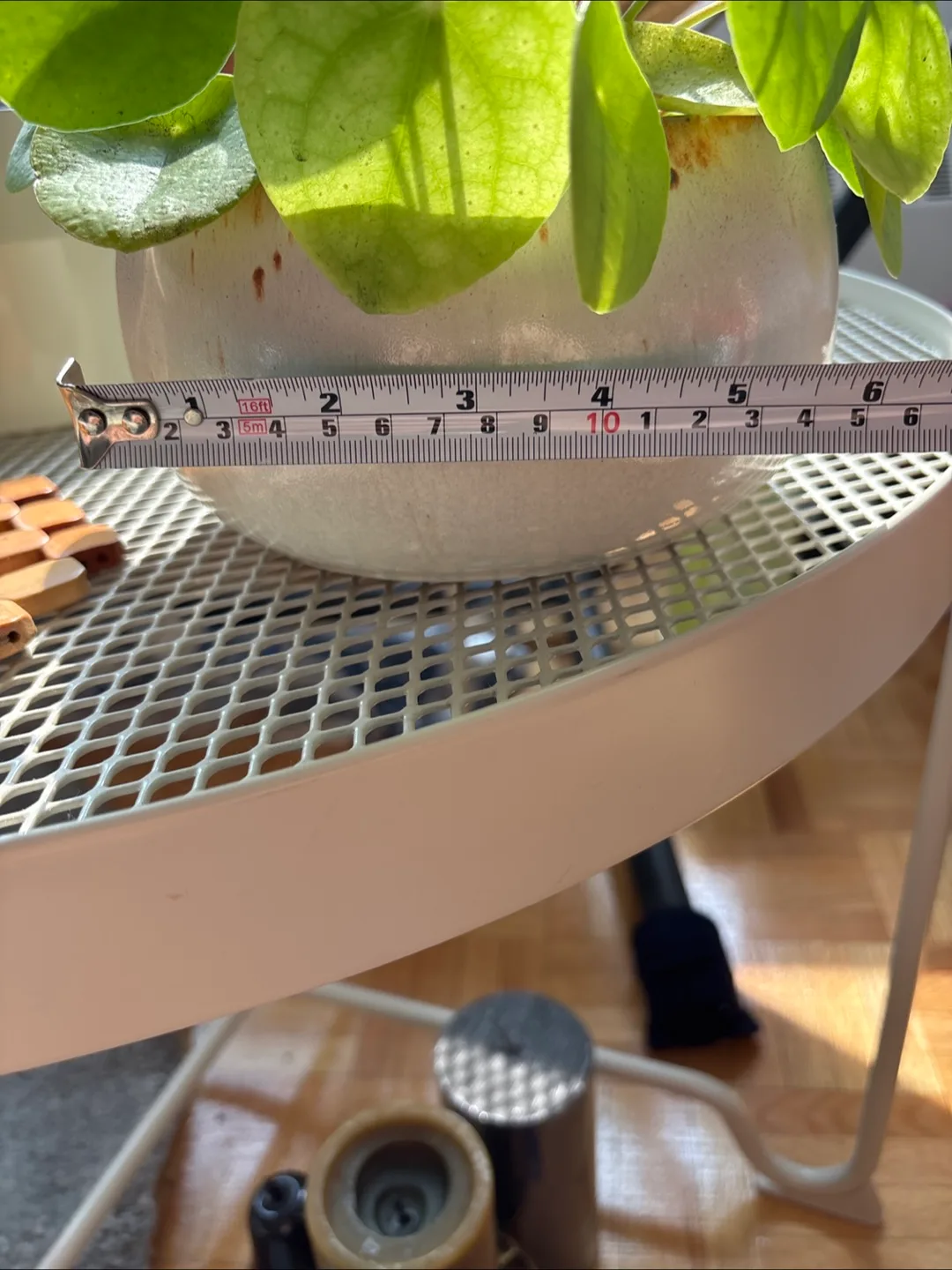 🧡 Pilea in Stoneware Pot image indicator(2)