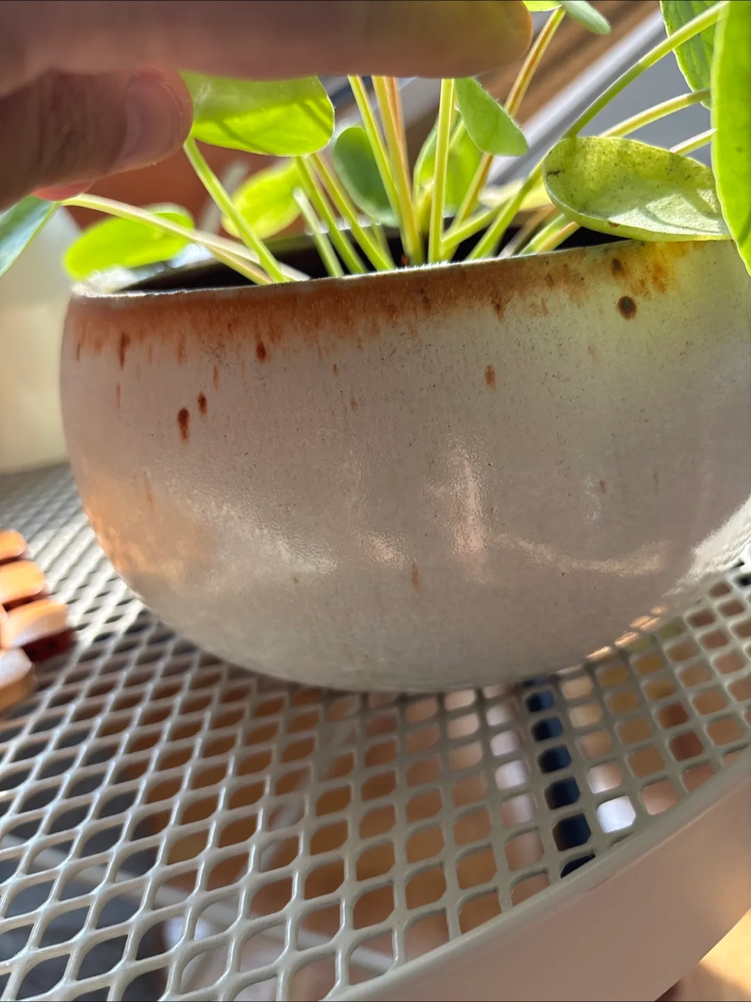 🧡 Pilea in Stoneware Pot image indicator(4)