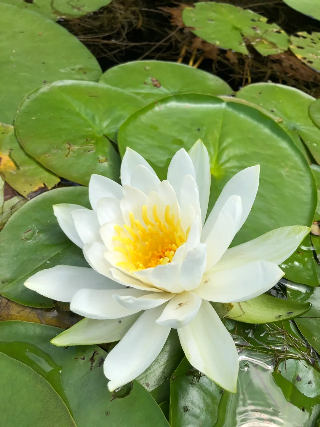 Water Lily Plant baby roots thumbnail