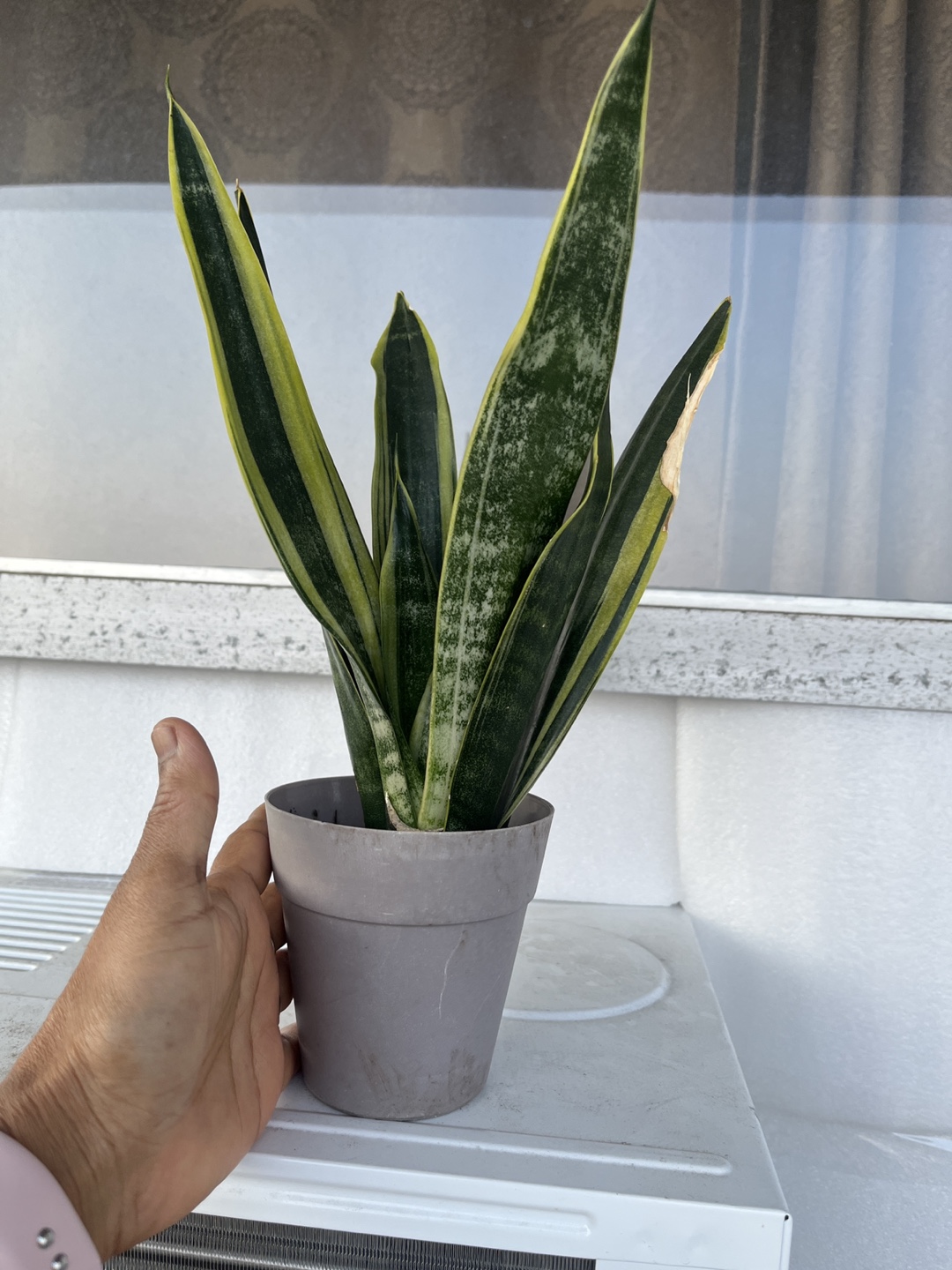 Sansevieria Plant - photo 2